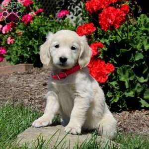 Kathy, Mini Goldendoodle Puppy